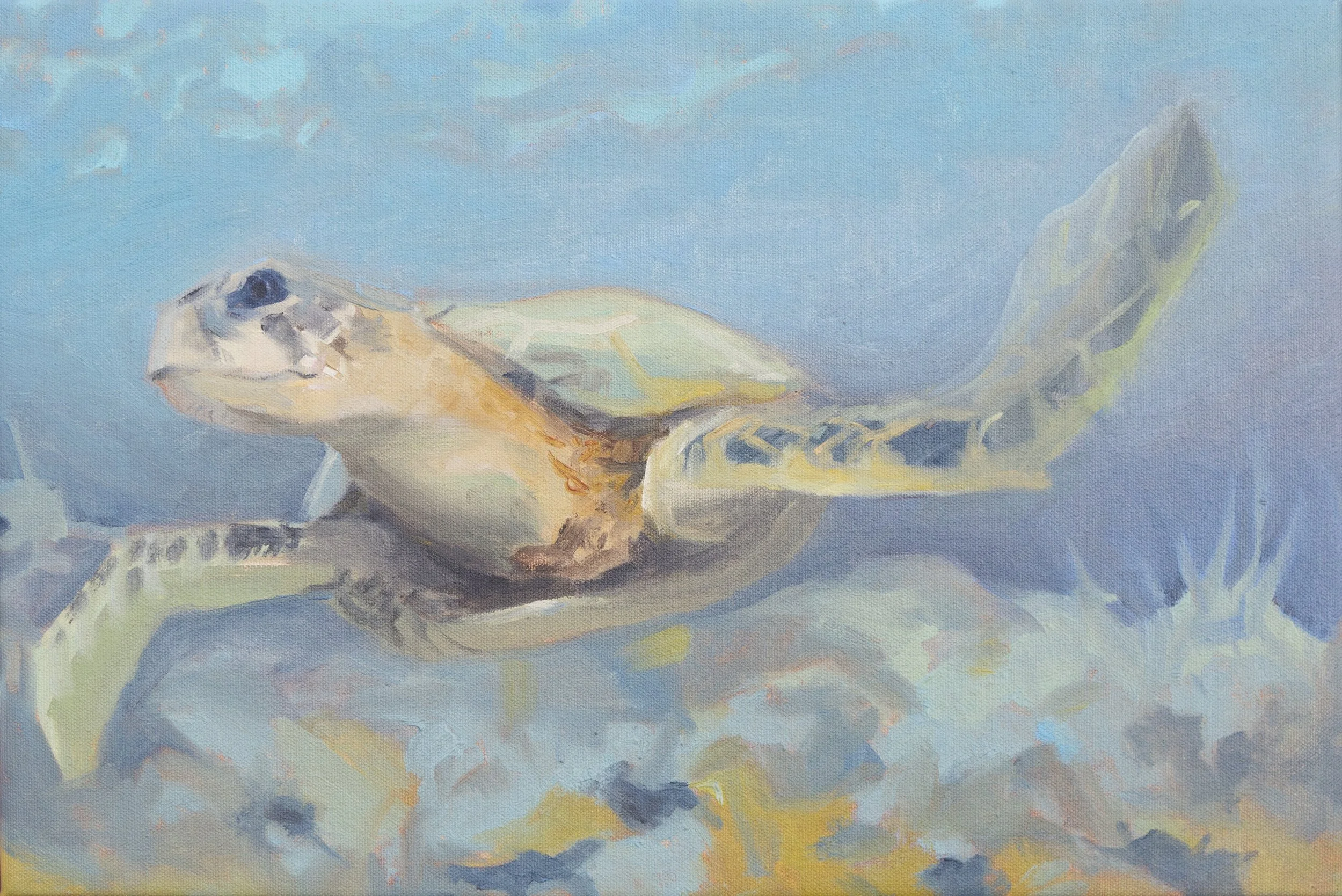 Baja Sea Turtle, 2017