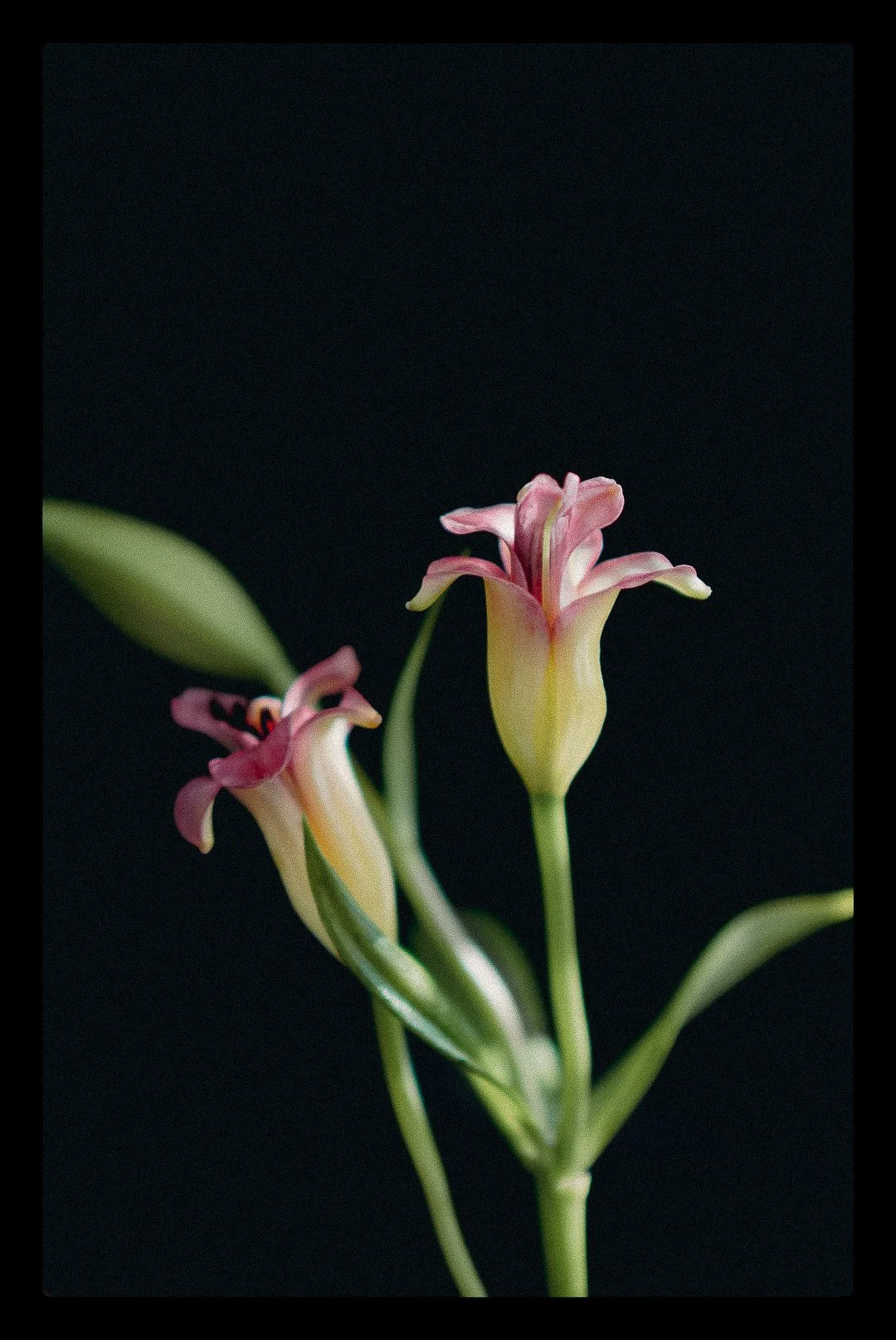 Close-up of a pink and yellow flower with green leaves against a black background.
