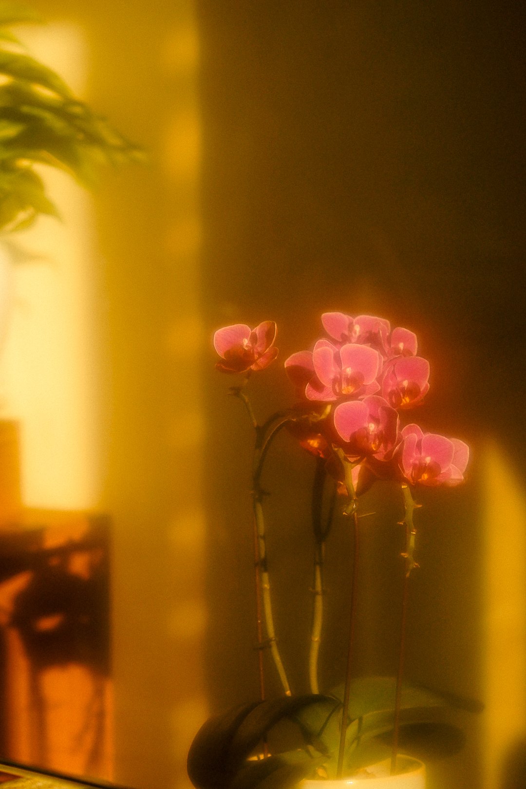 Pink orchids in a white pot on a table with a yellow-lit background.