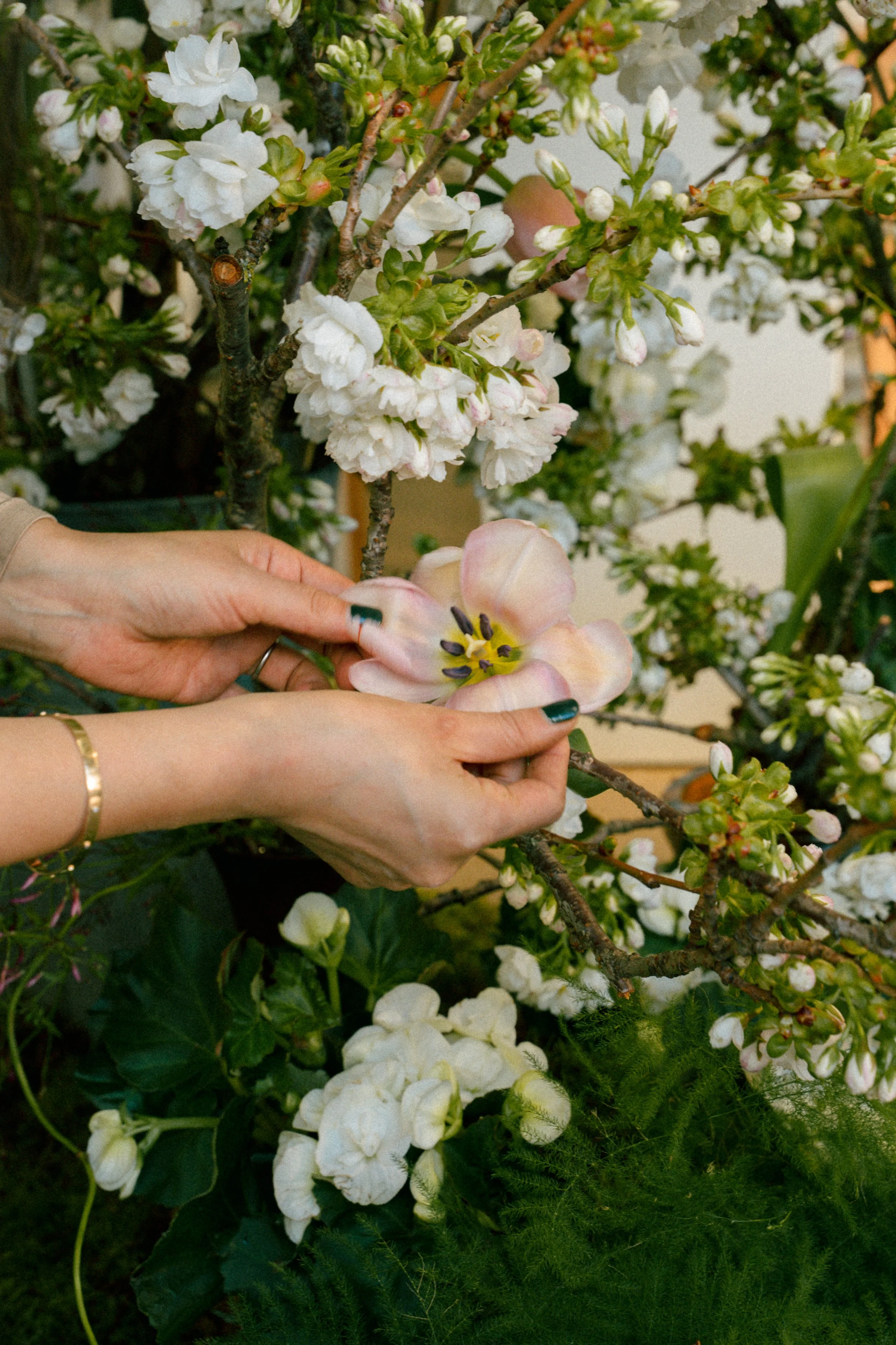Person pruning or arranging branches of a flowering plant with white and pale pink flowers in a garden or floral setting.