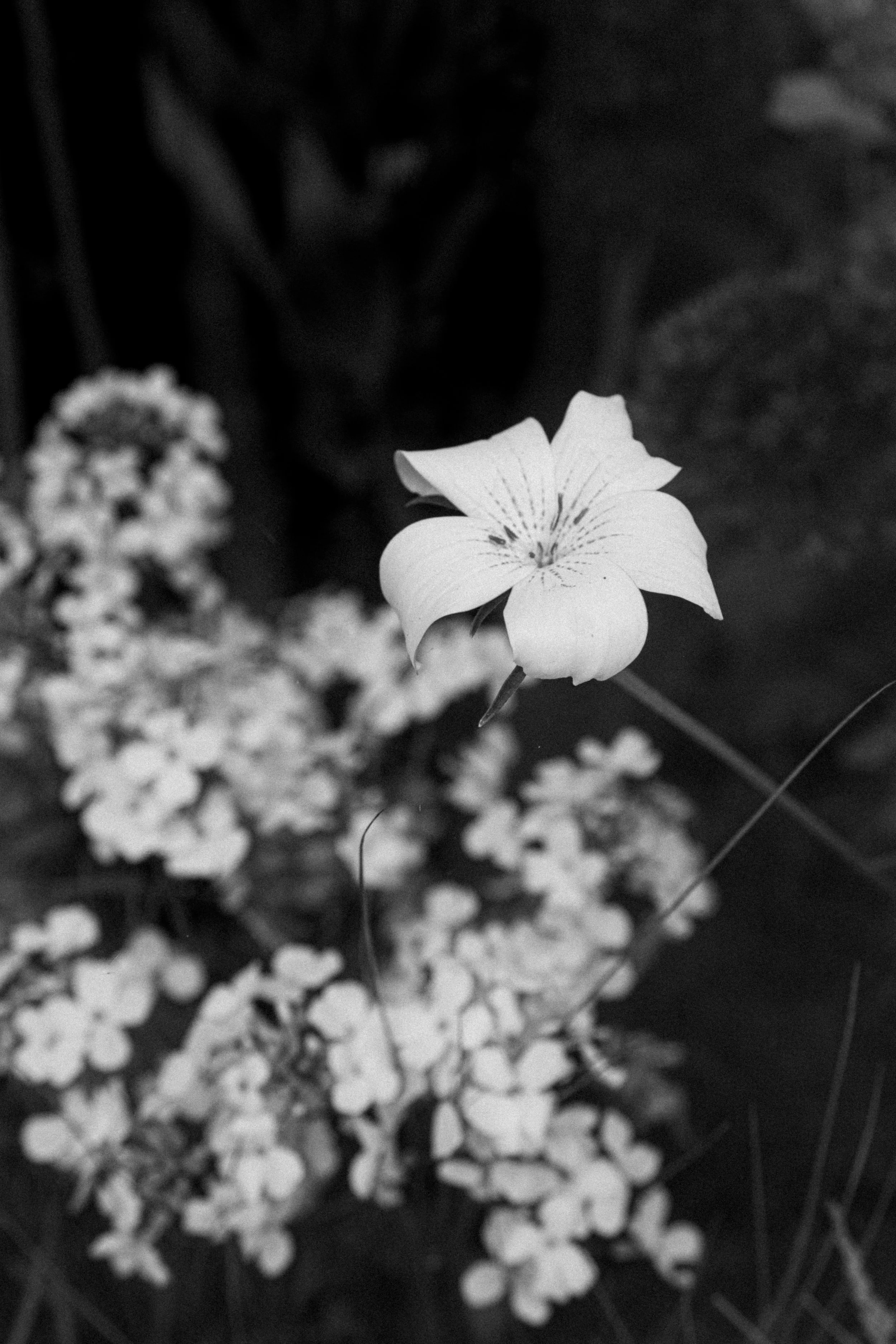 Close-up of a flower with a blurred background of other flowers and foliage