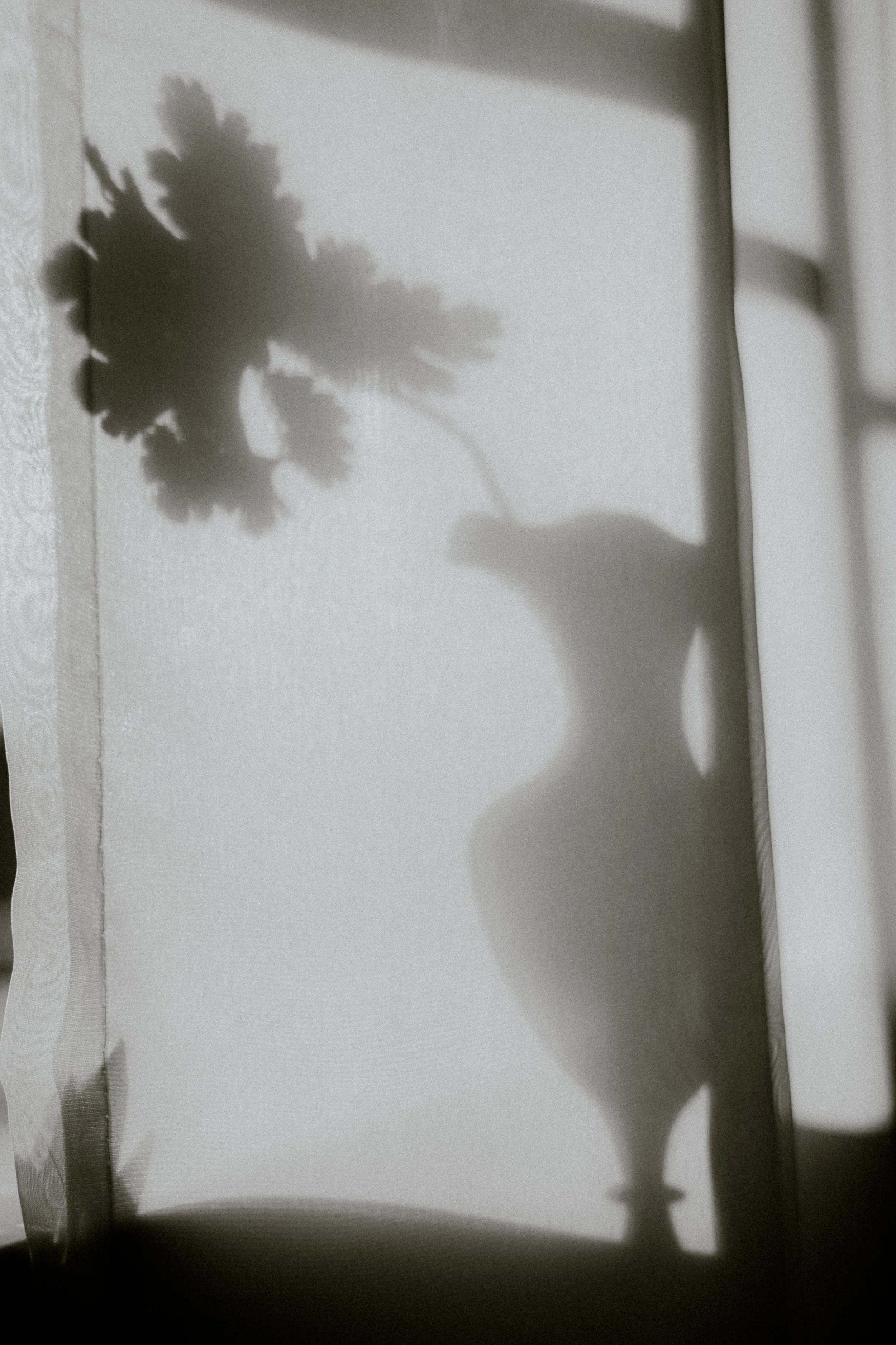 Shadow of a flower in a vase cast on a wall.