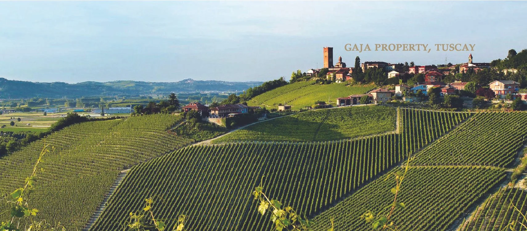 Gaja Wine Experience Website Header.jpg