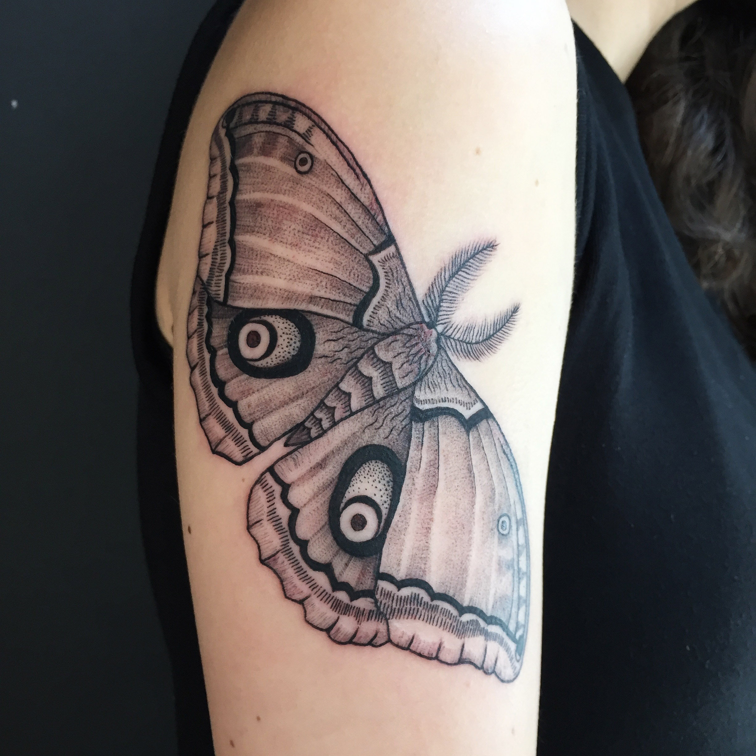 moth2.jpg