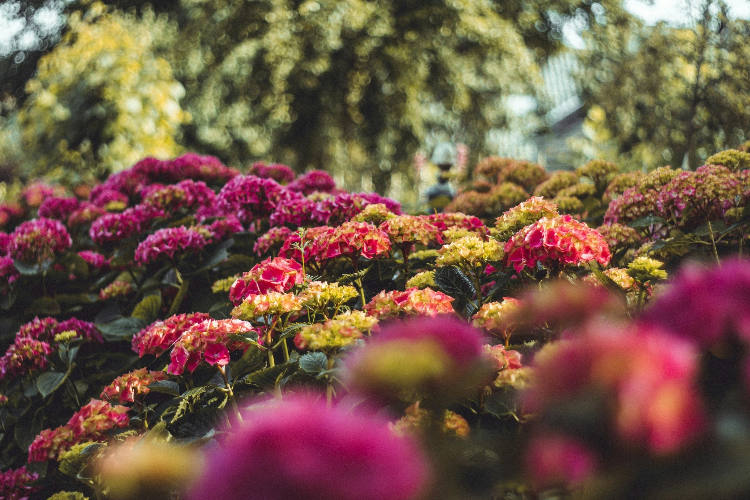 Close-up of pink and yellow hydrangea flowers in a garden with trees and sky in the background