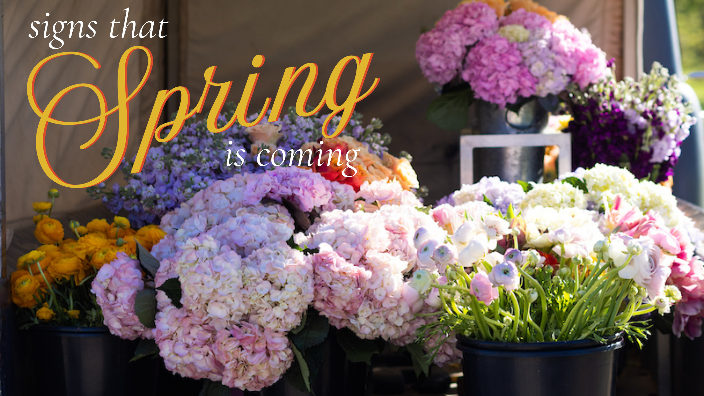 rudy's flower truck, flower truck at St. Louis cafes