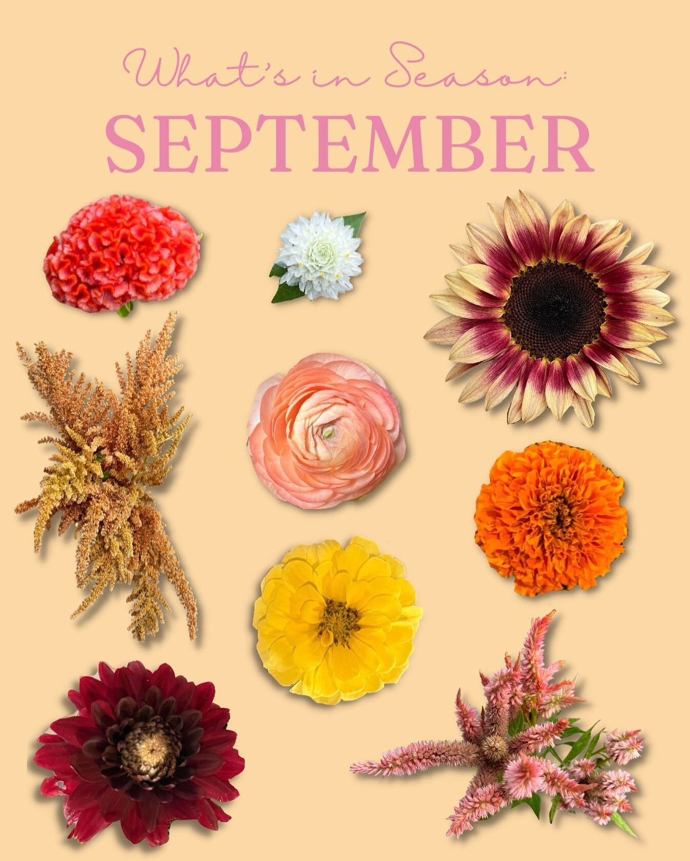 Are you excited for fall flowers or will you miss summer florals? 🌼

#stlbouquet #shopsmallbusiness #flowertruck #shopsmall #flowers #stl #buylocal