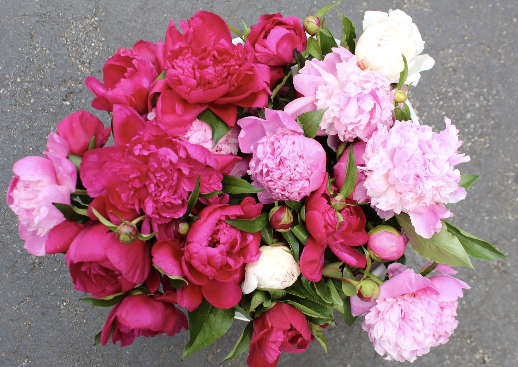 It’s Peony Season In St. Louis! 