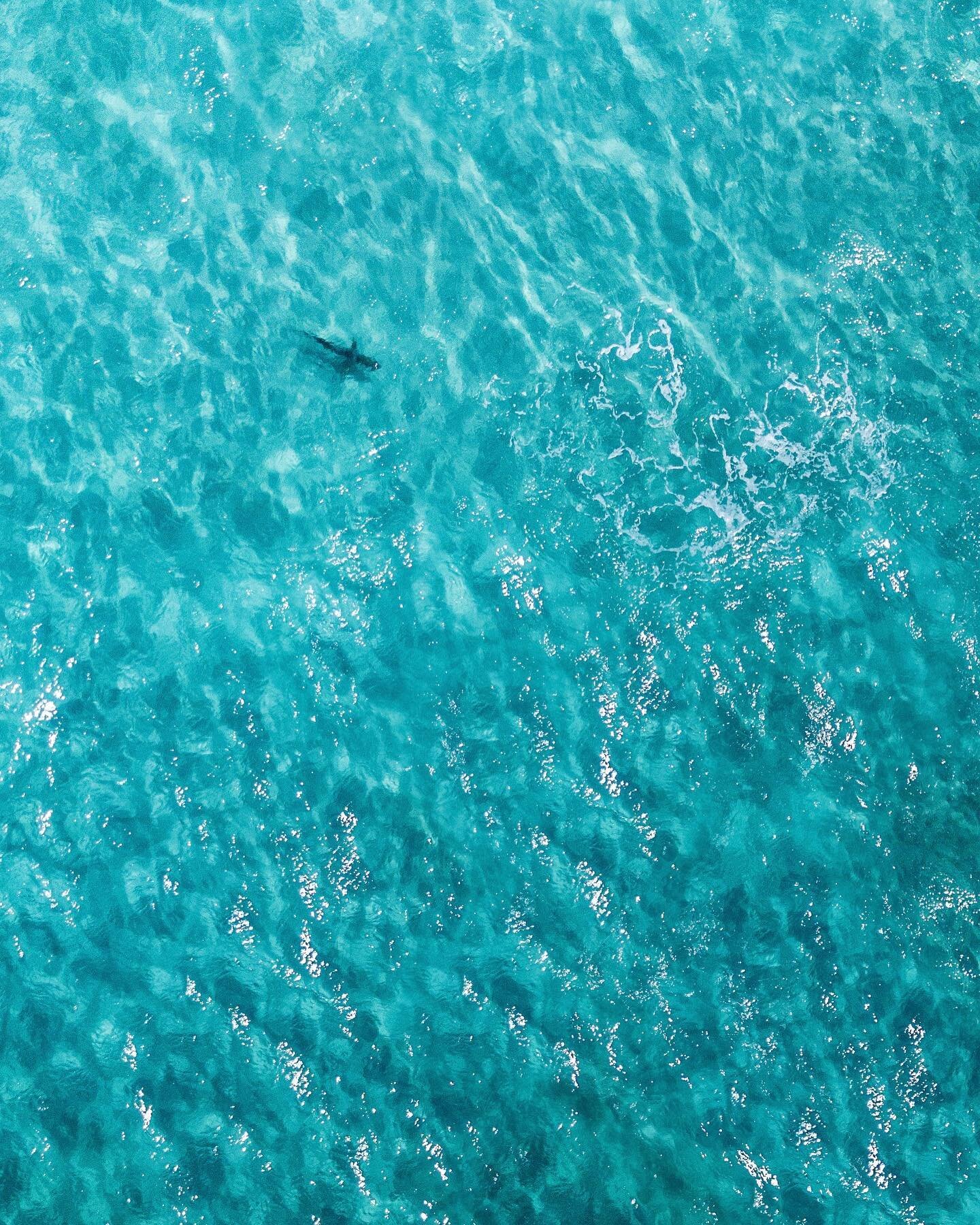 The Lone Ranger 🌊🦈

This is actually my first drone photo of a shark. I happened to spot him while flying the drone along the West Palm Beach Coast and now I think it&rsquo;s quickly becoming one of my favorite pictures 🙌🏻