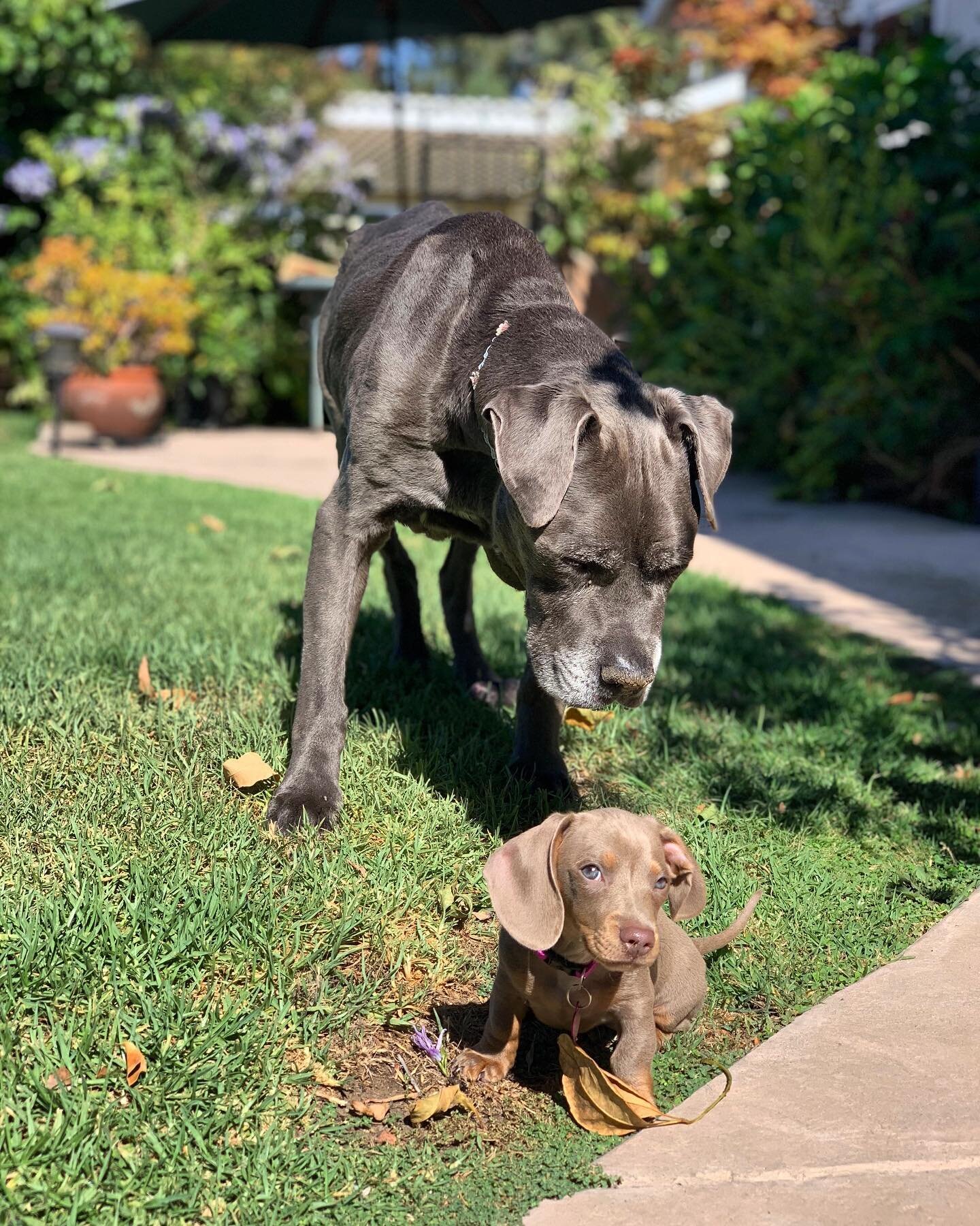 Mack (14 years) and Shera (4 months). A sweeter image I have never seen. 🐻🐭 ⁣
⁣
#seniordogsandpuppies #pitbull #dachsund #shorthaireddachsund #oldandyoung #rescuedogs #socialization