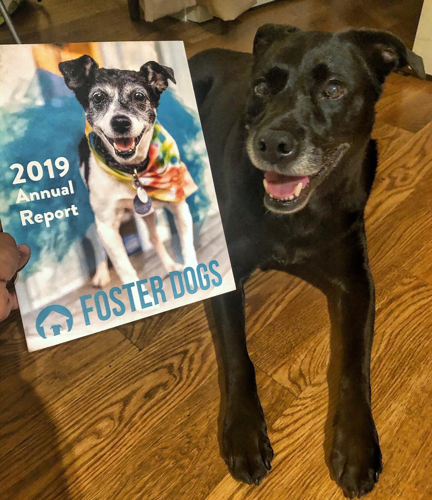 The @fosterdogs 2019 Annual Report made me smile so big. 😁❤️ I've known the founder of this amazing organization for years, and I can say that she's truly created an organization that embodies her own positive, determined and compassionate attitude.