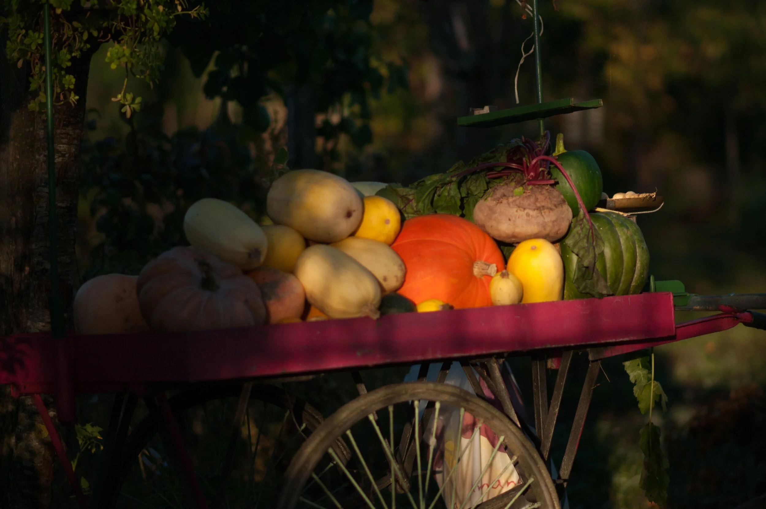 Harvest Home Begins