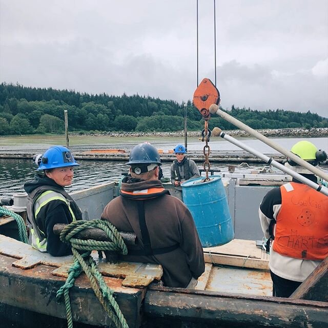 Our chinook crew getting crane certified yesterday ✔️ -

#divecomarine #team #marineindustry #vancouverisland #bcjobs #chinookcrew #aquaculture #workviews #crew