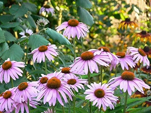 Echinacea.jpg