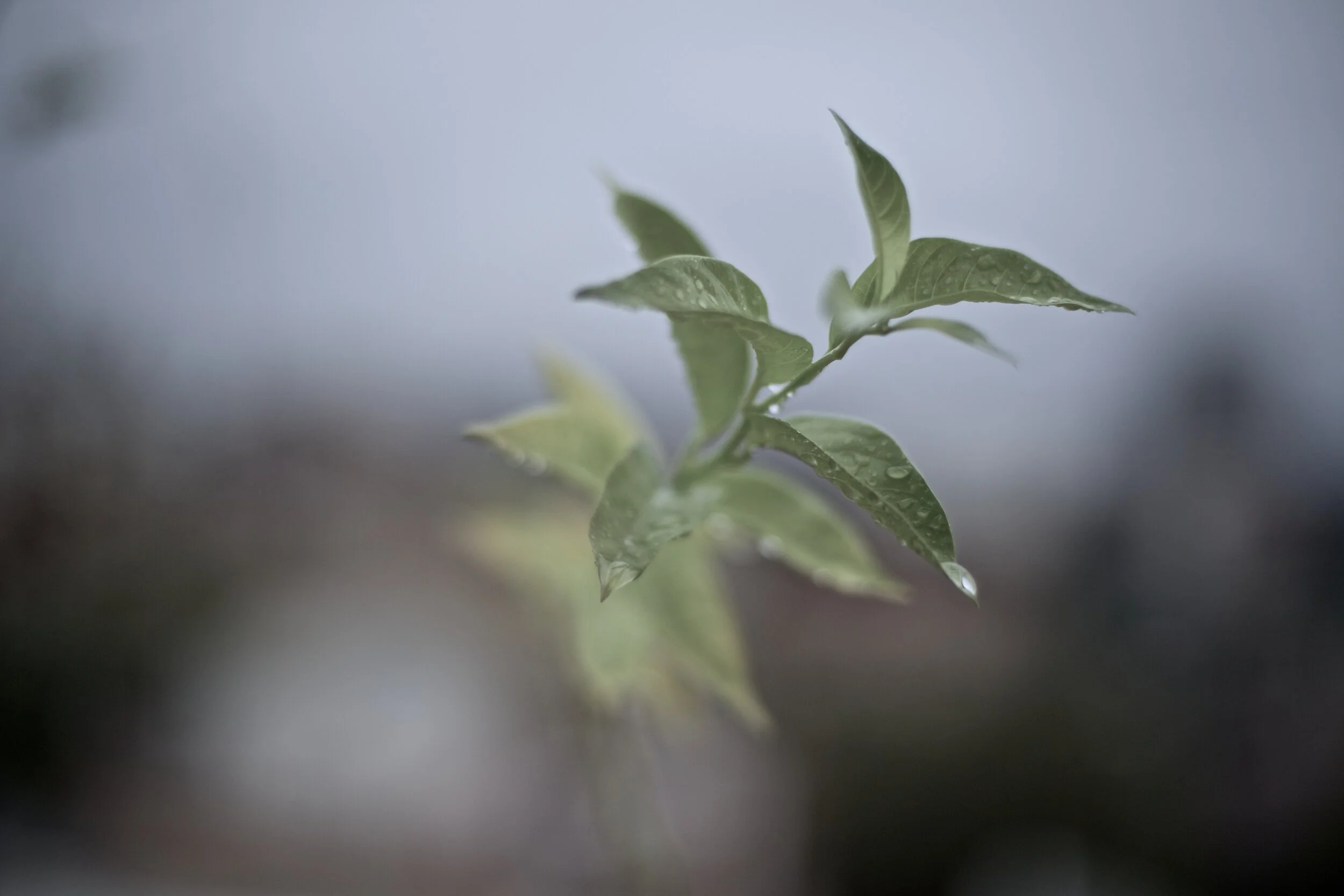 Using Traditional Ecological Knowledge During COVID-19 Pandemic