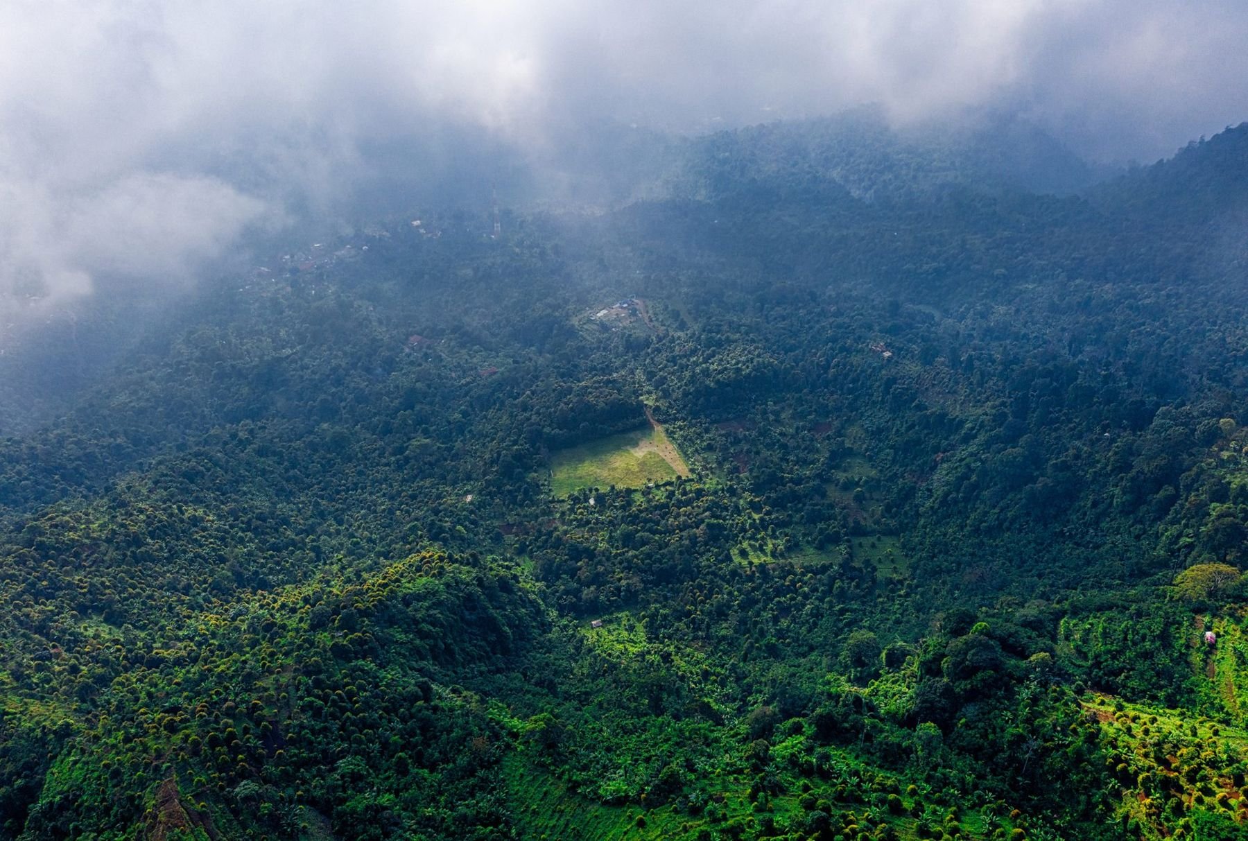 Earth Forest