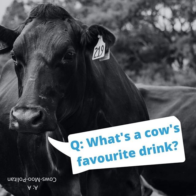 Our girl #219 is back with some CHOOSDAY CHUCKLES!
.
Q: What's a cow's favourite drink?
A: A Cows-Moo-Politan 🍸🐮🤣
.
.
.
#auntjeansdairy #nzdairy #covid19nz #covid19 #nelsonnz #newzealand #nzbusiness #newzealandbusiness #dairy #richmondnewzealand #