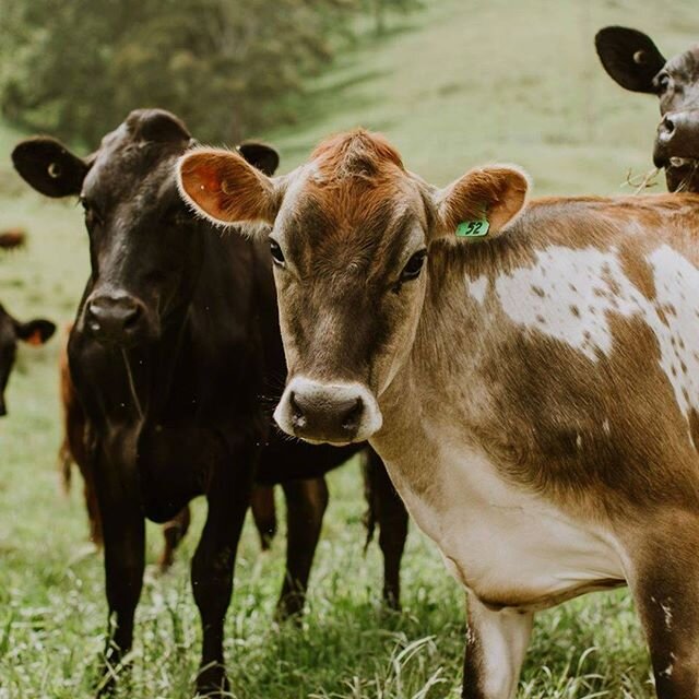HAPPY COWS, HAPPY MONDAY!

With autumn now well under way, our fields are looking greener and lush again... which means plenty of delicious milk-making grass for Number 52 (and the rest of our herd!)
.
.
.
#auntjeansdairy #a2milk #milk #newzealandmil