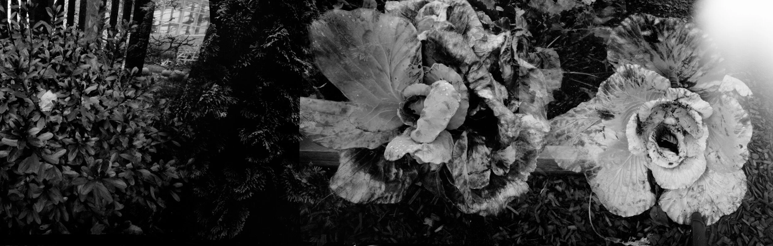 cabbage_residency_forweb.jpg