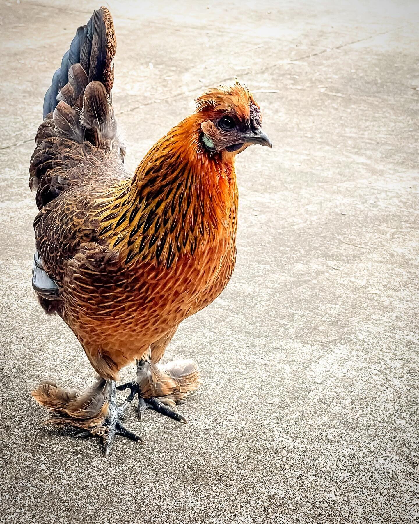 She&rsquo;s not here for conversation.

#inmyyard #henpecked #hen #lateafternoon #chickenscratch