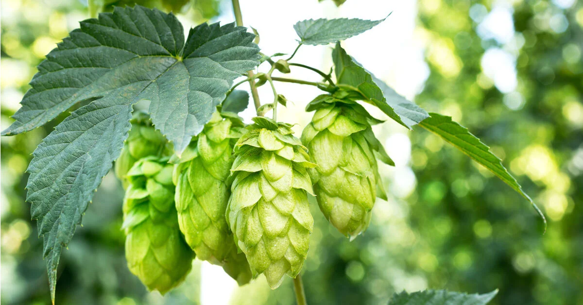 Narrative Fermentations