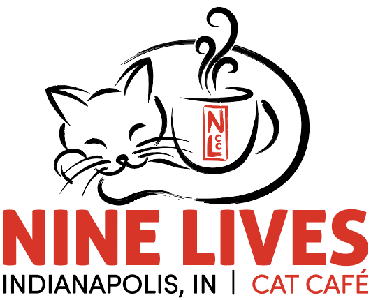 Bloomington cat café opens for business, pet fostering