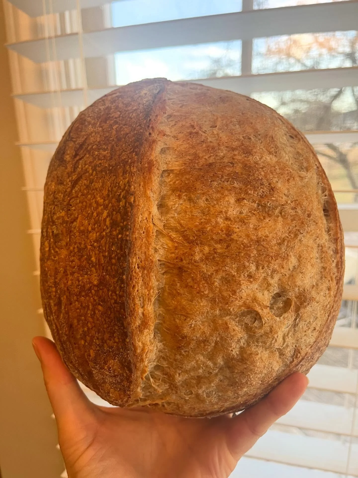 I&rsquo;ve not been baking too much, but wanted to share. It&rsquo;s a bit fun to do such a small amount! I&rsquo;ve been messing with hydration and flour: this set was 40% whole wheat/rye (thanks to @redtailgrains ) and 81% hydration. My home oven a