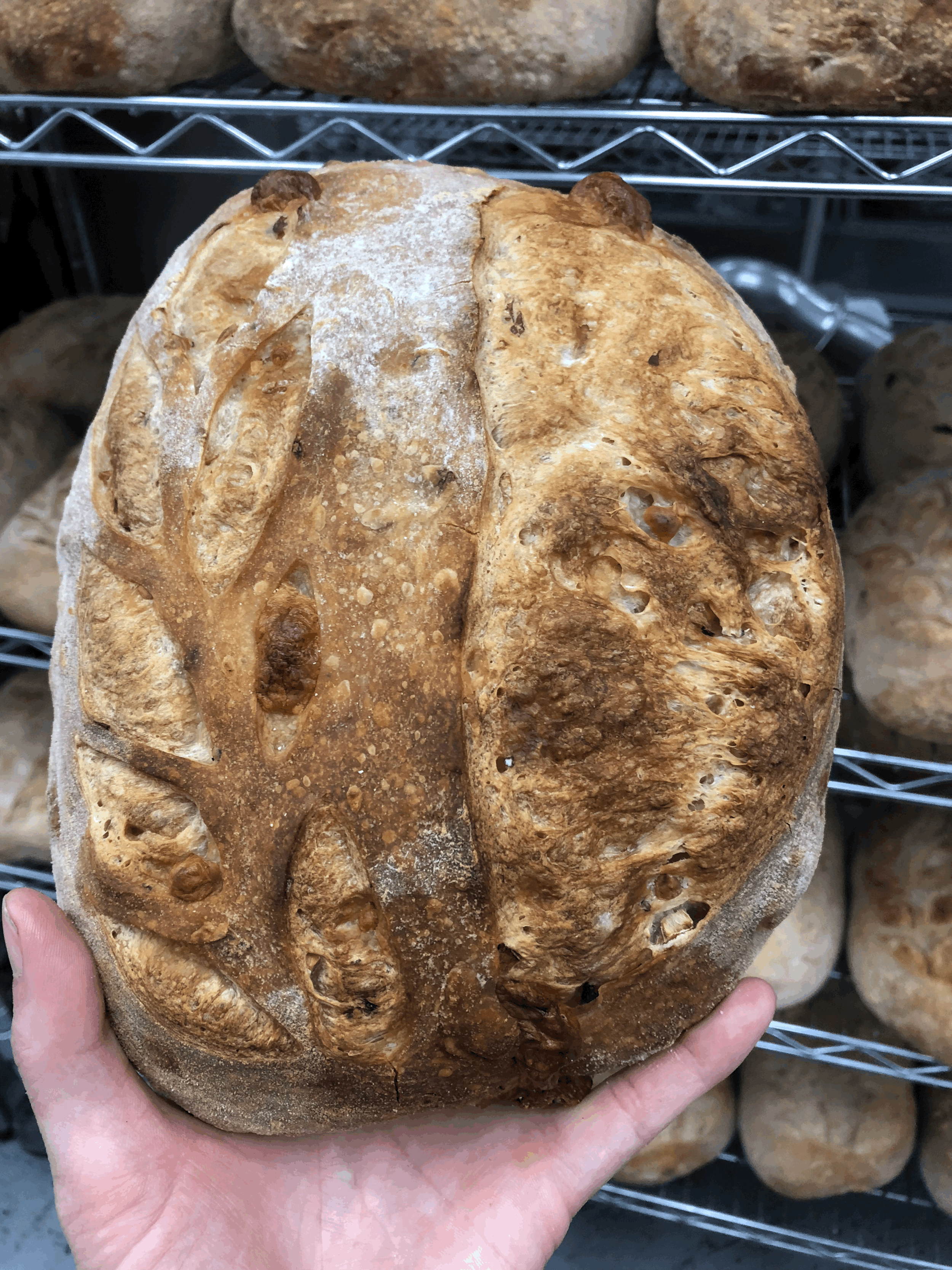 Artichoke Garlic Parmesan (Rustic)