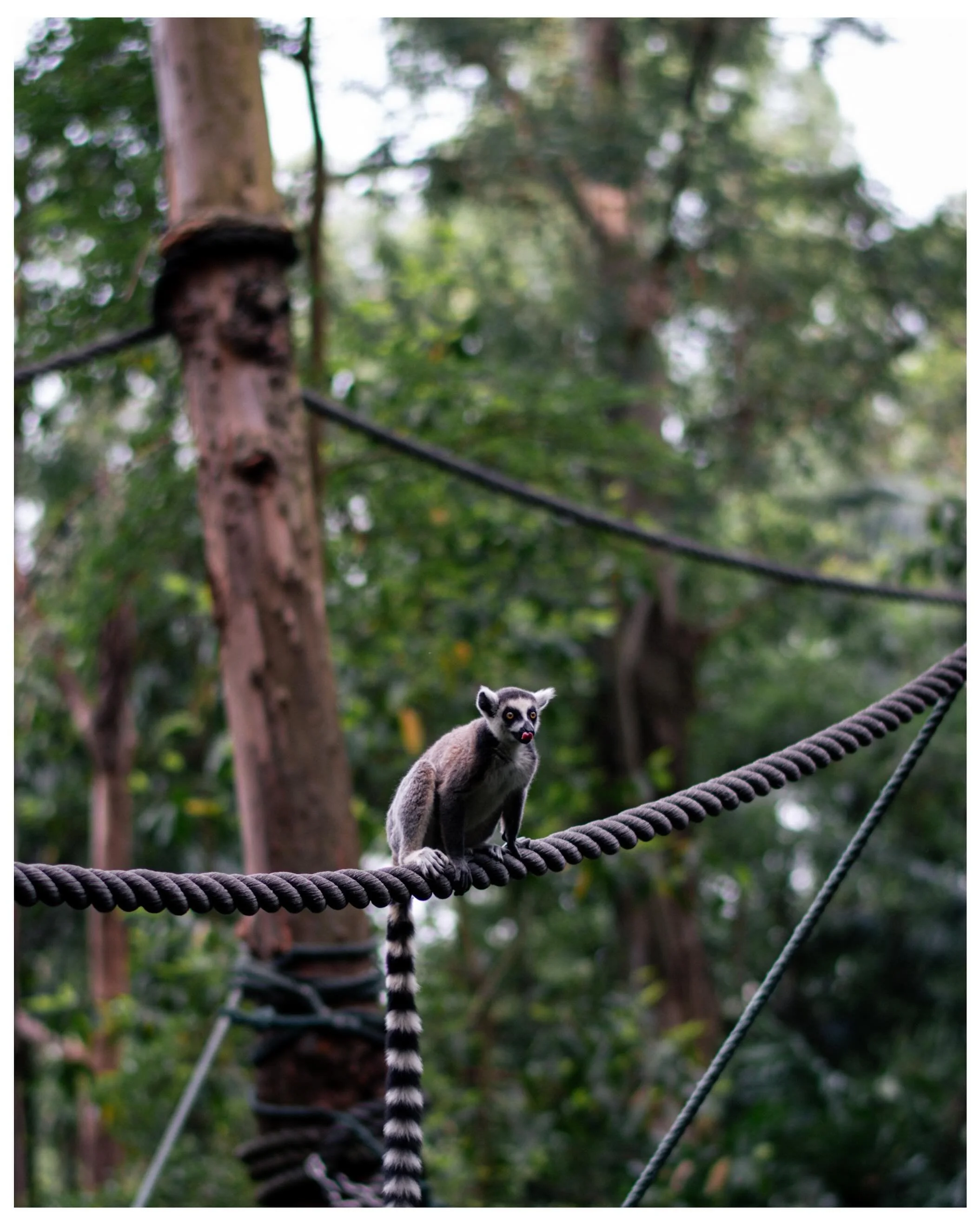 #zoo #ringtailedlemur