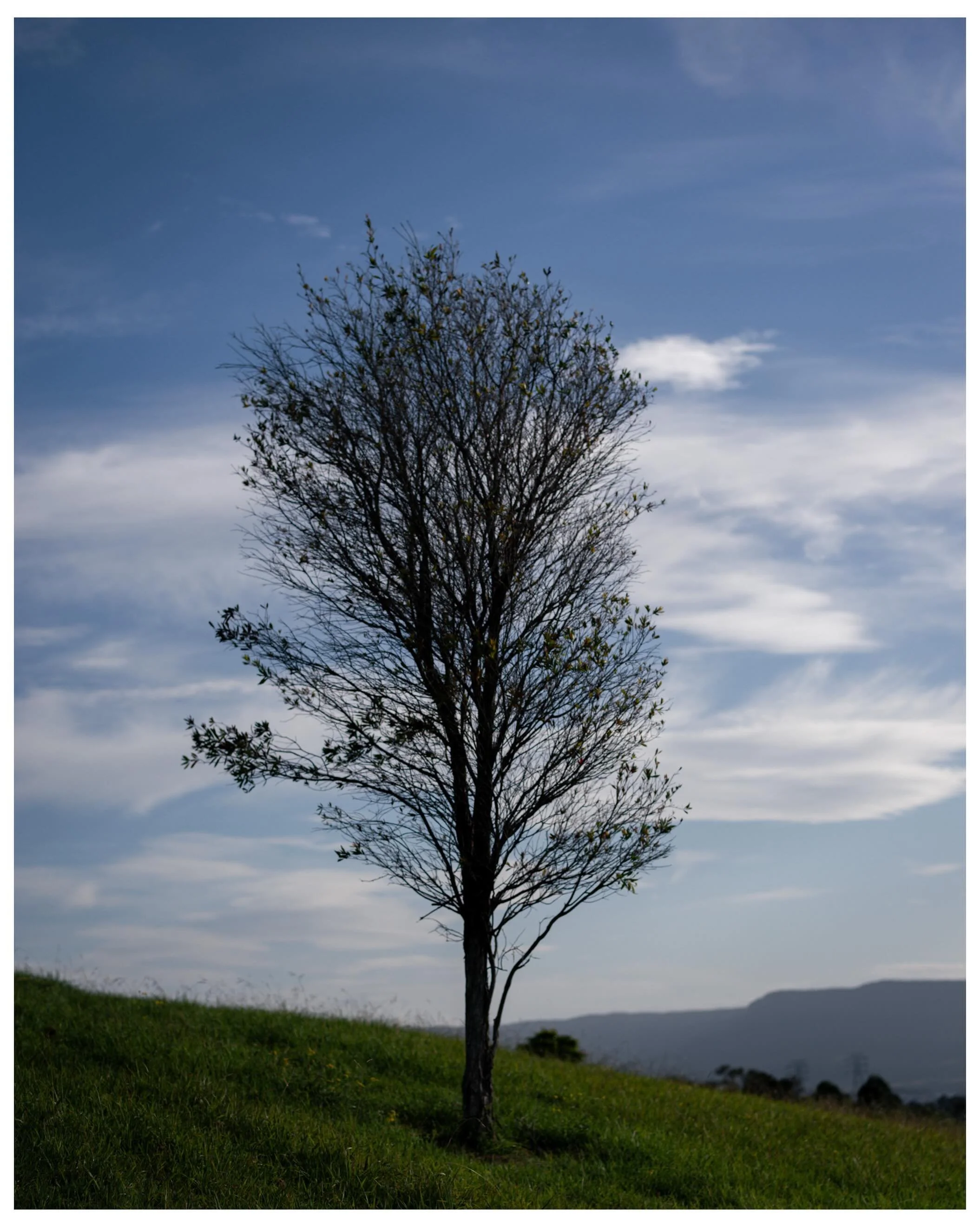#tree #treeoflife