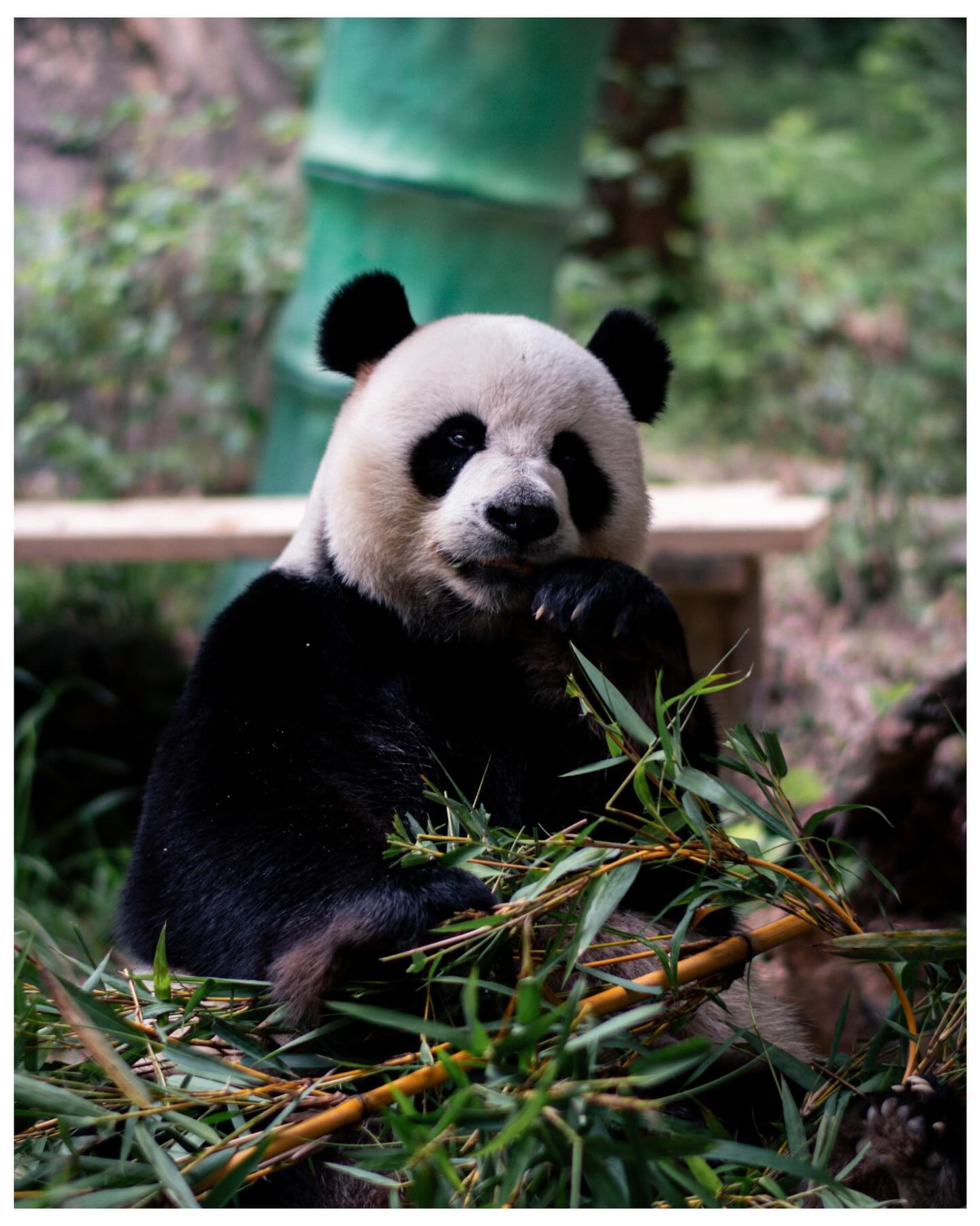 #panda 🐼