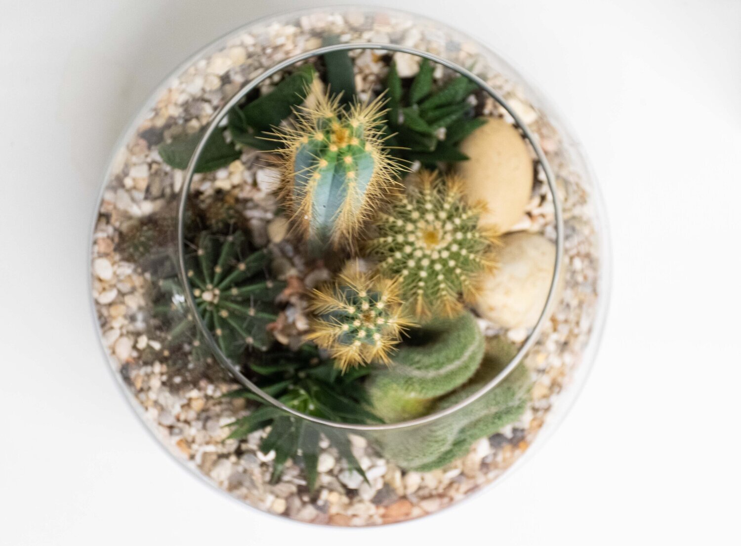 terrarium 2.jpg