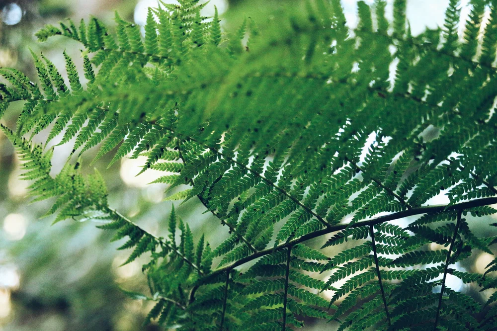 Various ferns