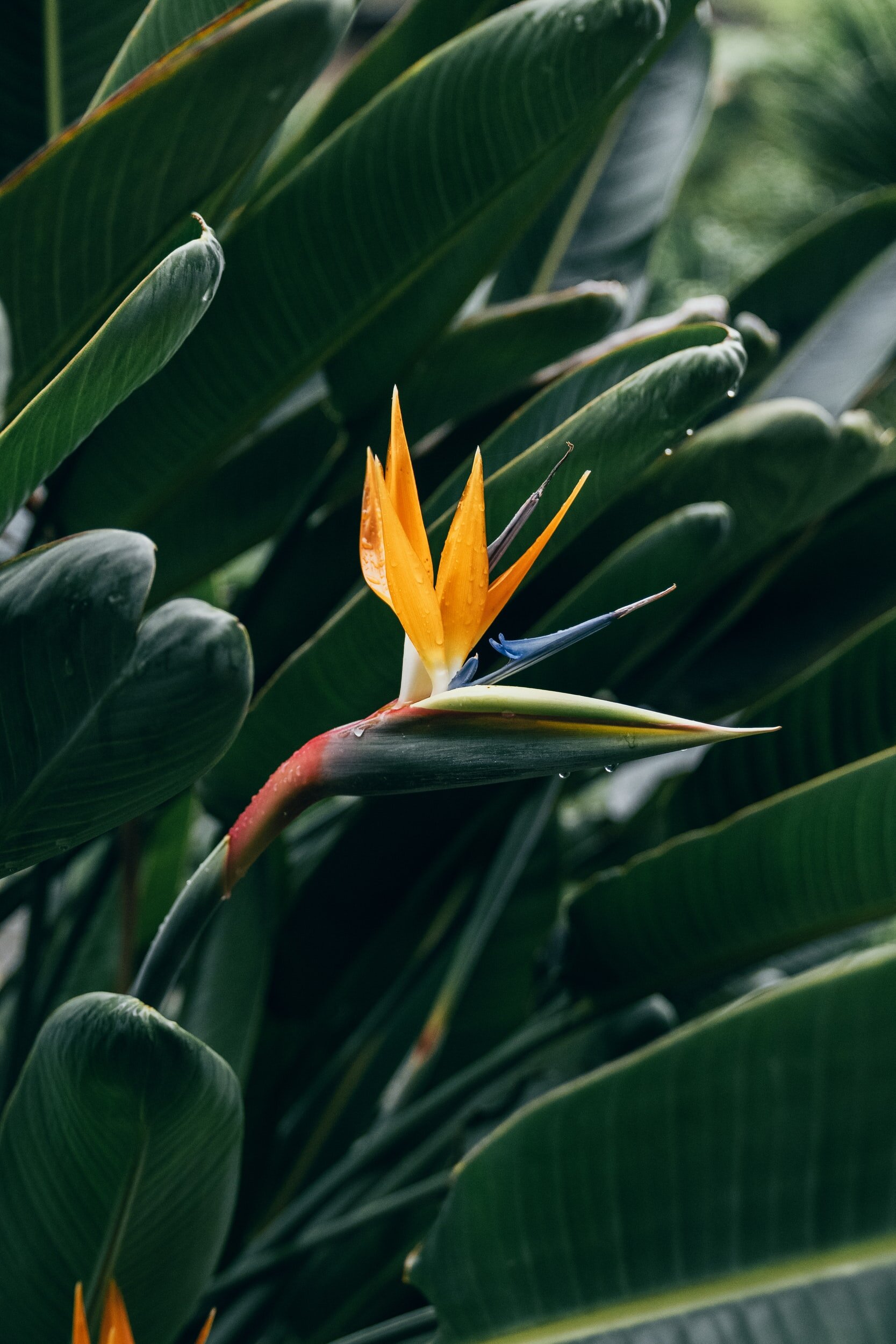Bird of Paradise: How to Care for Bird of Paradise Plants