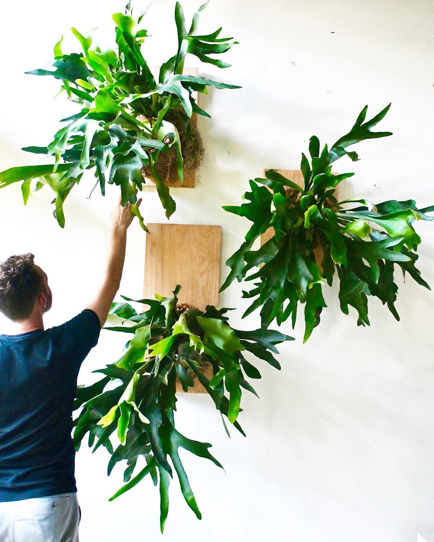 LIMITED PLANT DROP 
DM to Purchase 
.
Mounted Staghorn Fern / Platycerium bifurcatum 
.
These beauties are mounted to Louisiana cypress wood and set to grow beautifully over time. Suitable for indoors or outdoors, these are large, specimen pieces tha