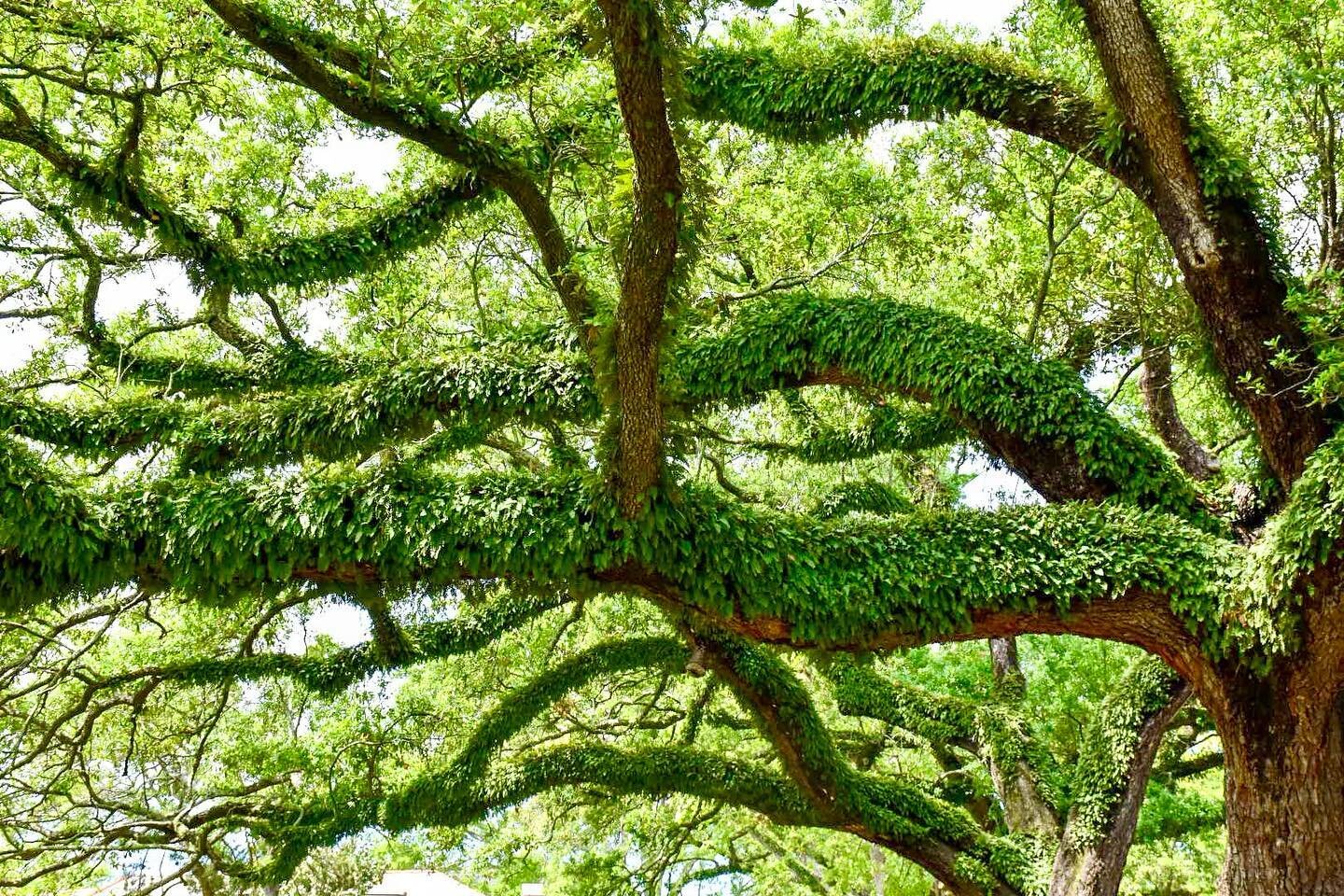 🌿 RESURRECTION FERNS &bull; The lush greenery that lines our precious oaks are truly amazing plants. Without rain, they curl up, are brown and appear shriveled, essentially blending in with the brown bark of the tree. It is estimated that through dr