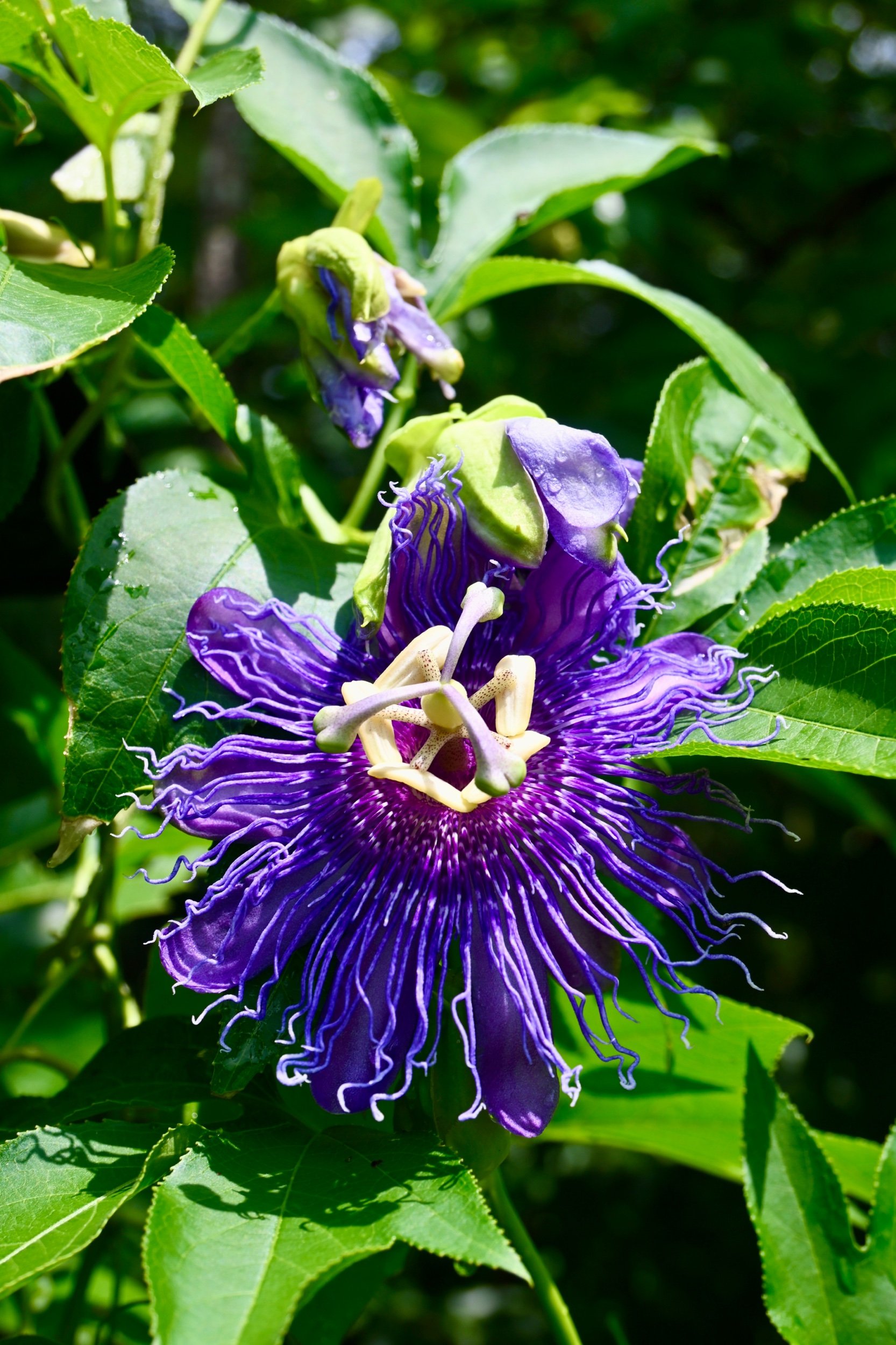 Passiflora incarnata / Maypop