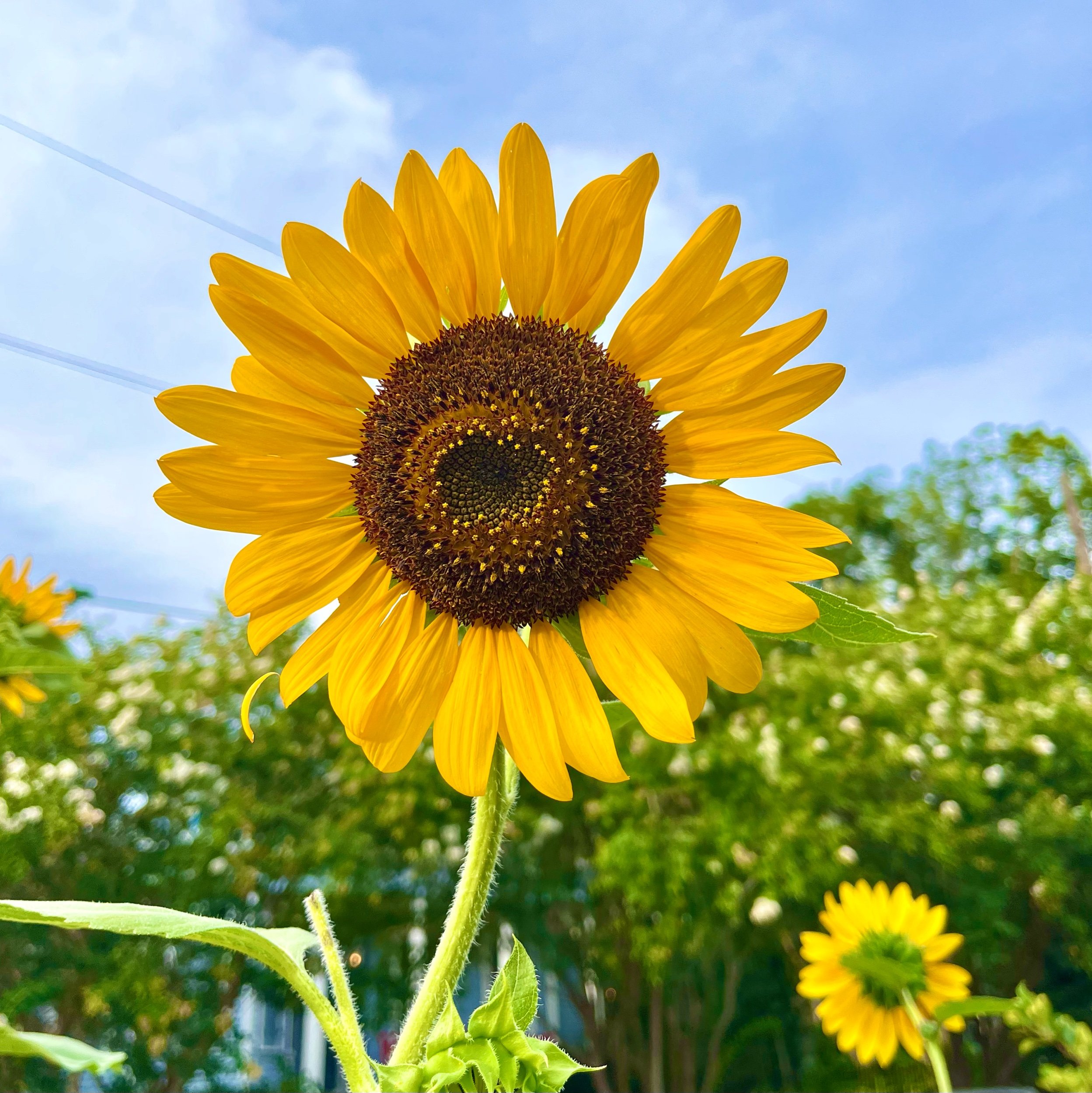 Helianthus annuus / Common Sunflower