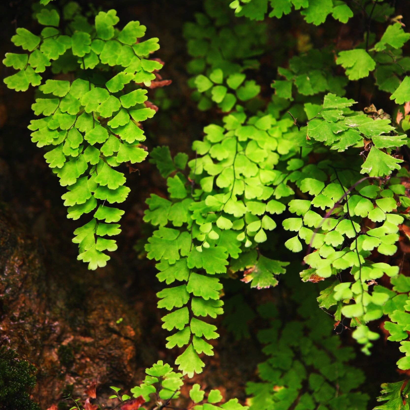 Adiantum capillus-veneris / Maidenhair fern