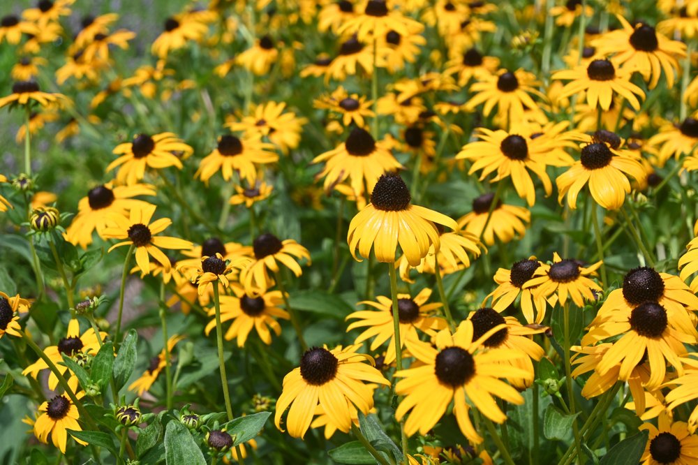 Rudbeckia fulgida / Black-eyed susan 