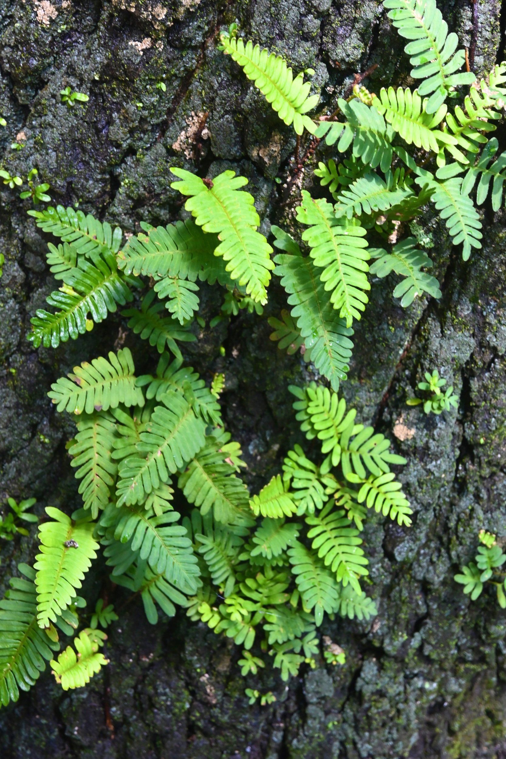 Pleopeltis polypodioides / Resurrection Fern