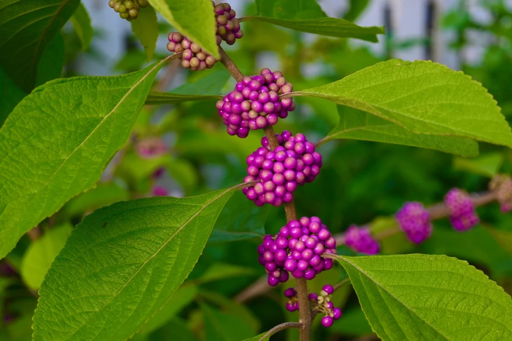 Callicarpa americana / American beautyberry