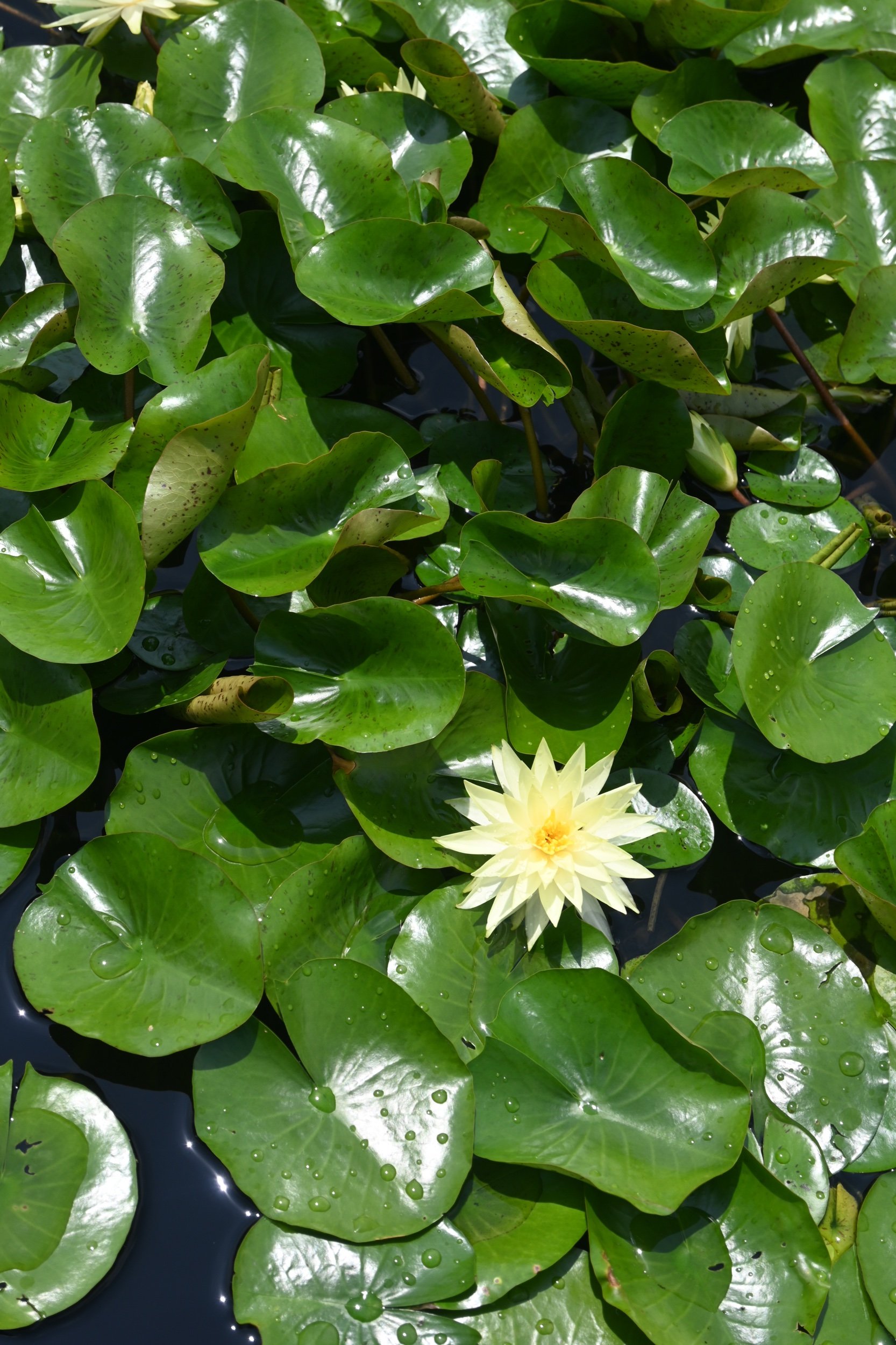 Yellow waterlily / Nymphaea mexicana 