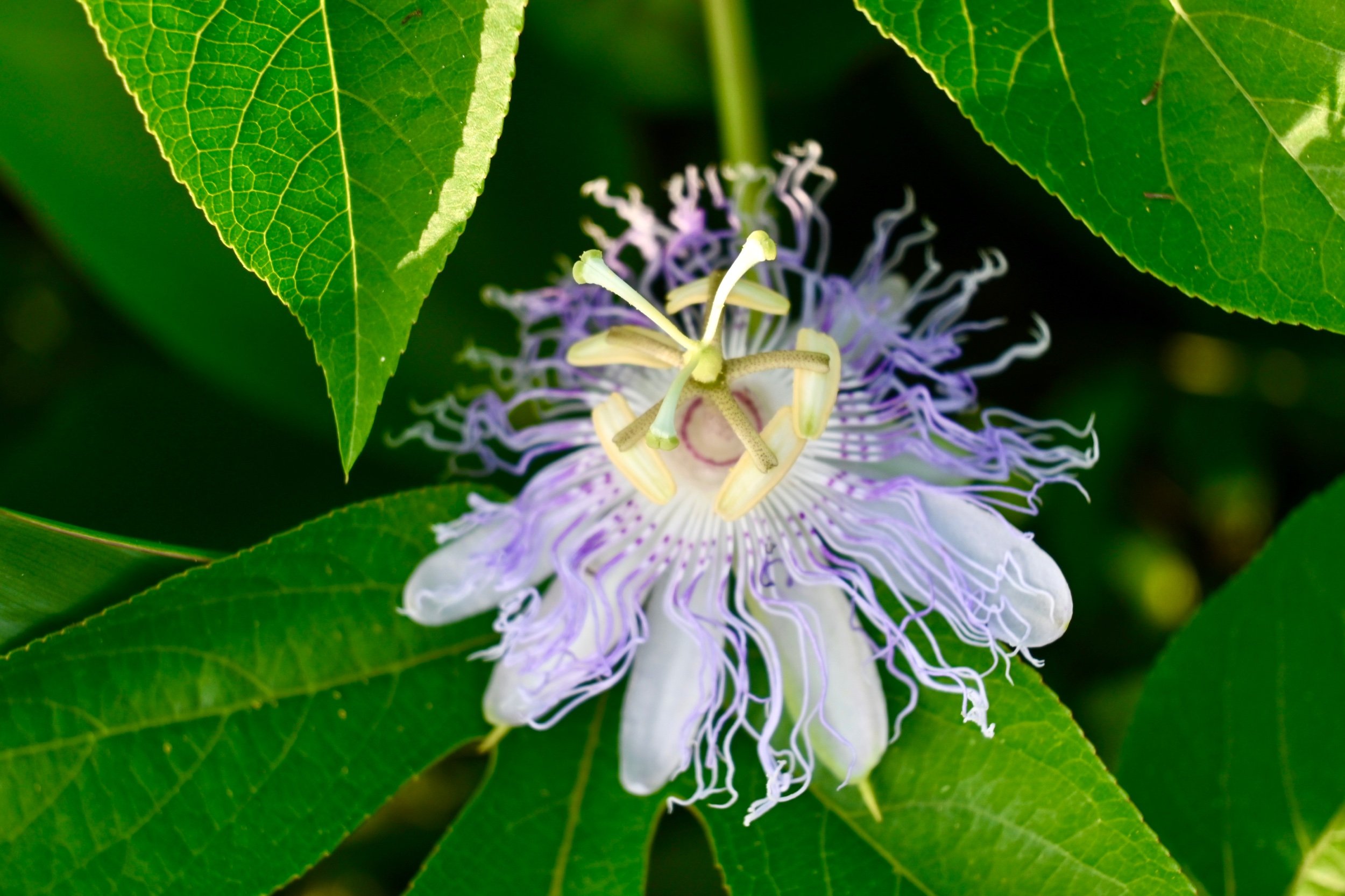 Maypop / Passiflora incarnata