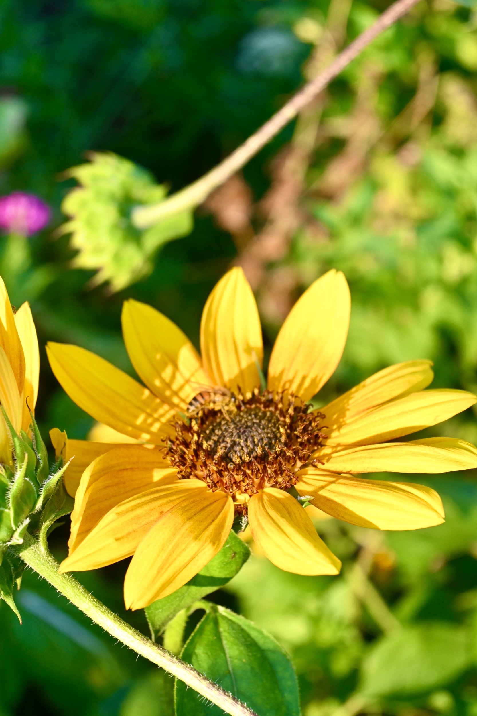 Helianthus annuus / Common sunflower