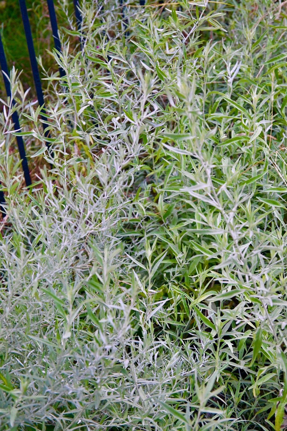 Artemisia ludoviciana / White sagebrush