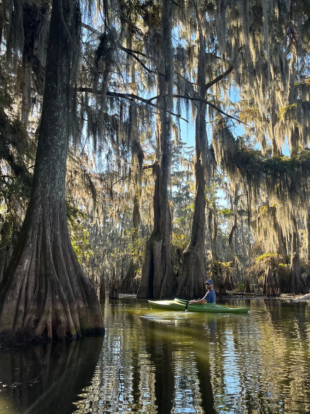 Taxodium distichum / Bald-cypress