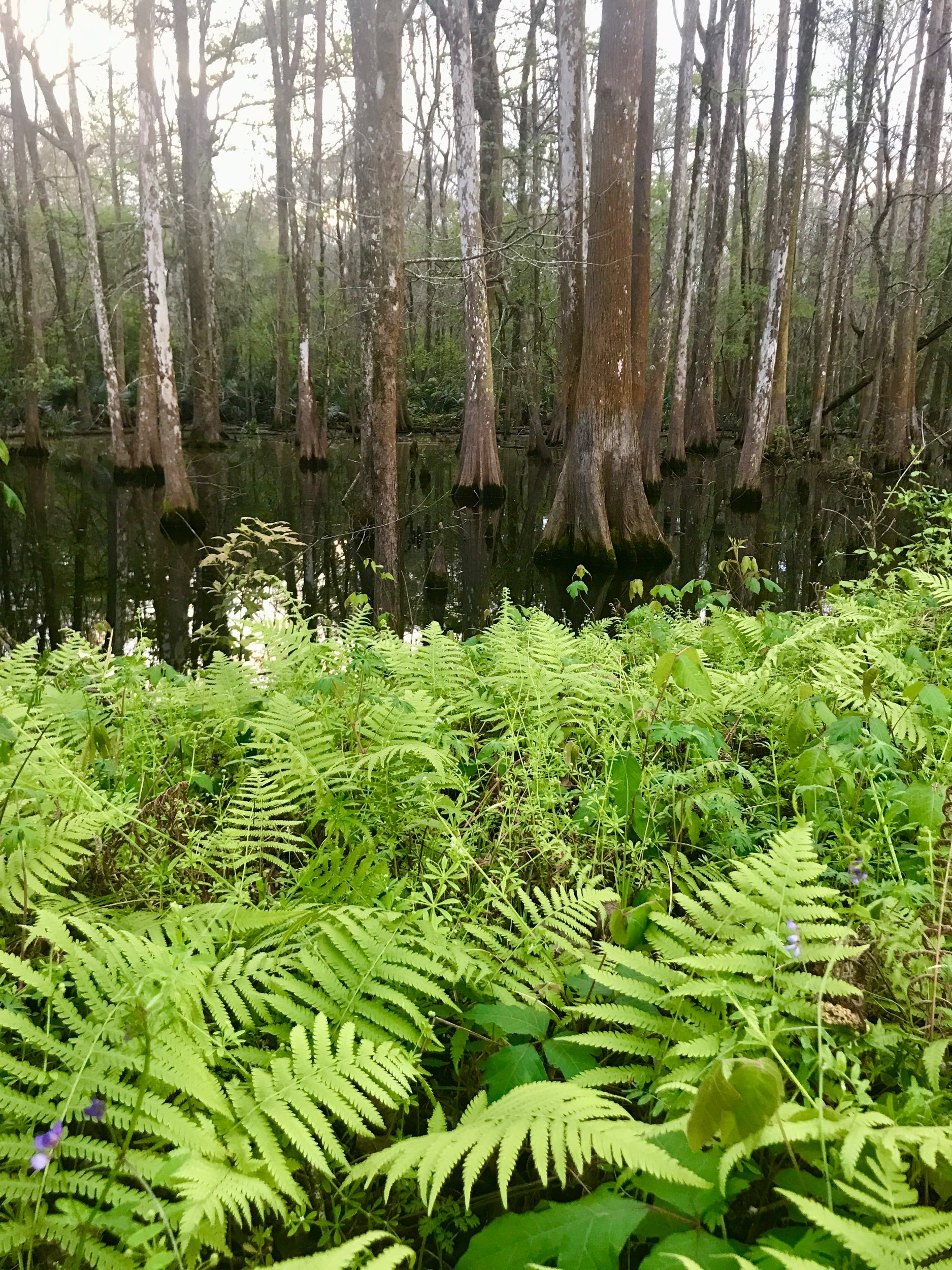 Christella normalis / Southern Shield Fern