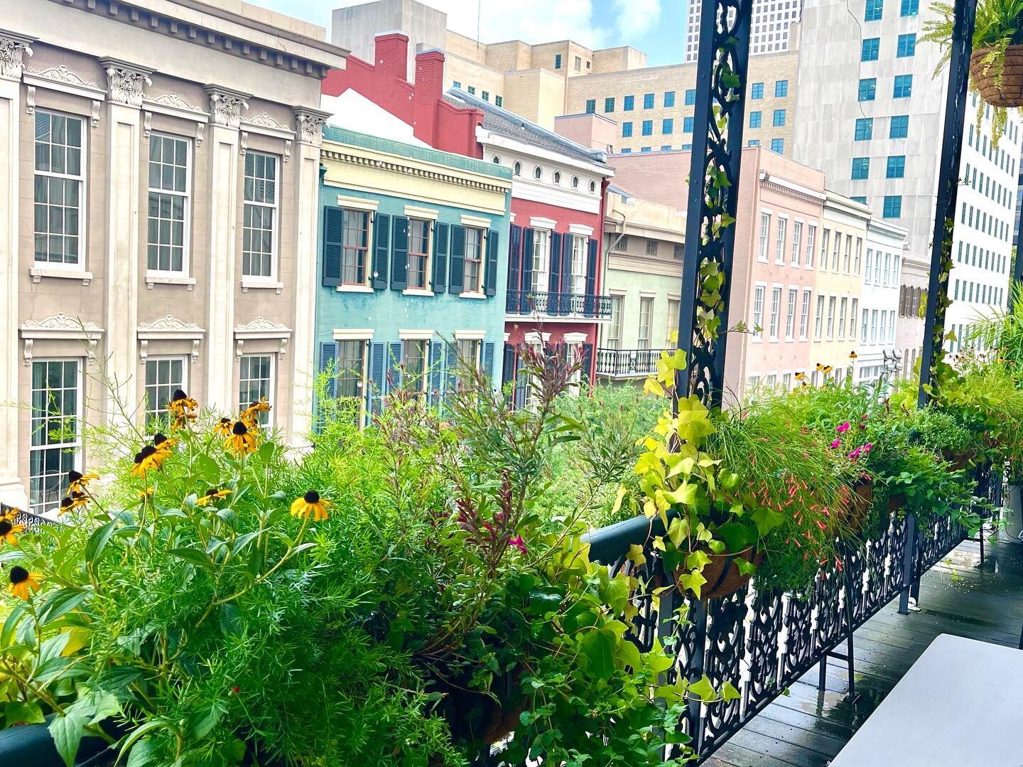 🌻🌸🦋 Colorful New Orleans
.
.
.
We absolutely love creating mini oases through basket planting on galleries, balconies, rooftops and various elevated spaces throughout the city! This space hosts several native species that make it a wonderful place