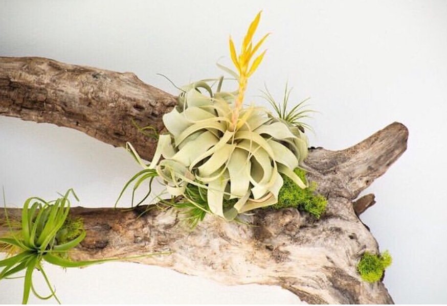 Tillandsias mounted on driftwood with a striking zerographica bloom! 
.
.
.
#lunabotanicals #tillandsias #airplants #biophilia #botanicalart #botanical #gardening #plantlove #plants #plantlife #xerographica #bloom #moss